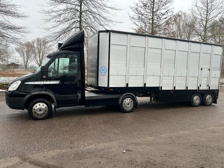 BE vee combinatie, Dieren en Toebehoren, Runderen