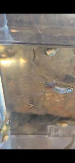 Aurora purple grass, Ophalen, Nieuw, Gevuld zoetwateraquarium