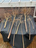 Gedroogde Berenklauwen - Decoratie, Huis en Inrichting, Ophalen, Gebruikt