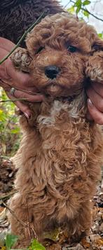 Gracieuze elegante Doodledream Labradoodles, Dieren en Toebehoren, Nederland, Overige rassen, CDV (hondenziekte), 8 tot 15 weken