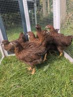 Wyandotte kriel, tm 31-8 €17,50 ps, Dieren en Toebehoren, Pluimvee, Vrouwelijk, Kip