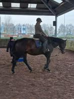 Bijbaantje gezocht tussen de paarden!, Vacatures, Overige vormen, Overige niveaus, Geschikt als bijbaan, Overige uren