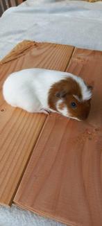 Cavia beertje, Dieren en Toebehoren, September, Mannelijk, Cavia