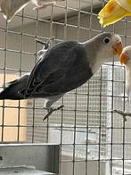 Agapornis Fischeri, dwergpapegaai, Dieren en Toebehoren, Geslacht onbekend, Dwergpapegaai of Agapornis