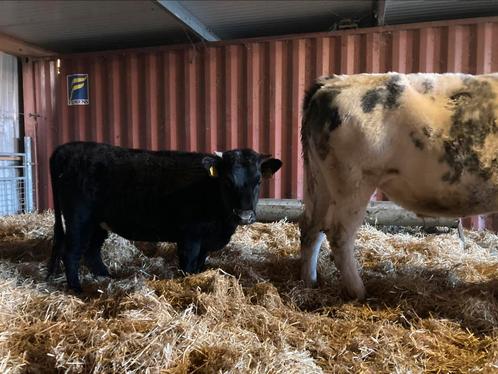 Mini koe / Dexter & Dahomey, Dieren en Toebehoren, Runderen, Vrouwelijk, 0 tot 2 jaar
