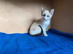 Siamese kittens, Dieren en Toebehoren, Katten en Kittens | Raskatten | Korthaar, Meerdere dieren, Ontwormd, 0 tot 2 jaar