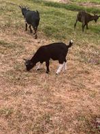 Dwergbokje, Dieren en Toebehoren, Schapen, Geiten en Varkens, Mannelijk, Geit