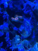 Diverse koraalstekken, Dieren en Toebehoren, Ophalen of Verzenden