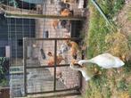 Mooie witte indische loopeenden, Dieren en Toebehoren, Pluimvee, Mannelijk, Eend
