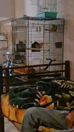 Te koop agapornis twee stuks., Dieren en Toebehoren, Vogels | Parkieten en Papegaaien, Meerdere dieren, Dwergpapegaai of Agapornis