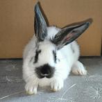 Mooie F1 voedsters 25€, Dieren en Toebehoren, Vrouwelijk, Middelgroot, 0 tot 2 jaar