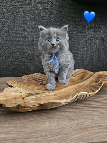 Ragdoll kittens beschikbaar voor biedingen