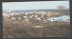 Schapen Drentse Heide bij Dwingeloo Foto Evert Boeve, Verzenden, 1980 tot heden, Ongelopen, Overige thema's