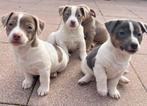 Jack russel puppies, Jack Russell Terriër, 8 tot 15 weken, Meerdere, Meerdere dieren
