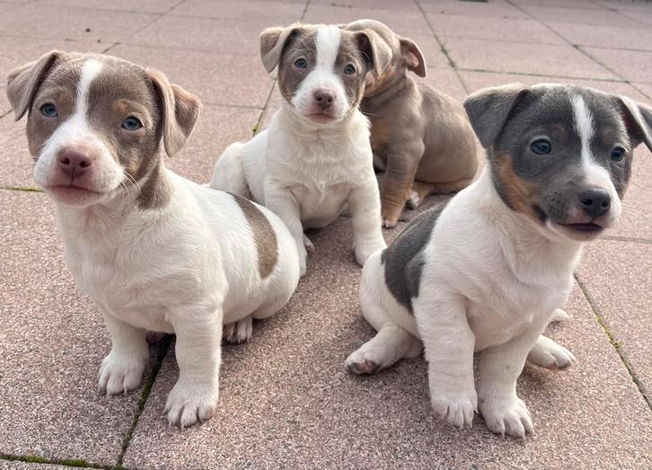 Jack russel puppies, Dieren en Toebehoren, Honden | Jack Russells en Terriërs, Meerdere dieren, Jack Russell Terriër, Particulier
