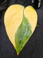 Zeldzame Scindapsus Longistipitatus nr 1, Huis en Inrichting, Kamerplanten, Overige soorten, In pot, Minder dan 100 cm, Groene kamerplant