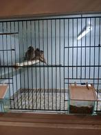 Japanse meeuwen, Meerdere dieren