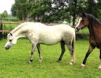 Prachtige Welsh sectie A merrie., Dieren en Toebehoren, Merrie, Gechipt, 3 tot 6 jaar, B pony (1.17m tot 1.27m)