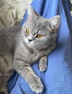 Britse korthaar poes gesteriliseerd, Dieren en Toebehoren, Katten en Kittens | Raskatten | Korthaar, Poes, Met stamboom