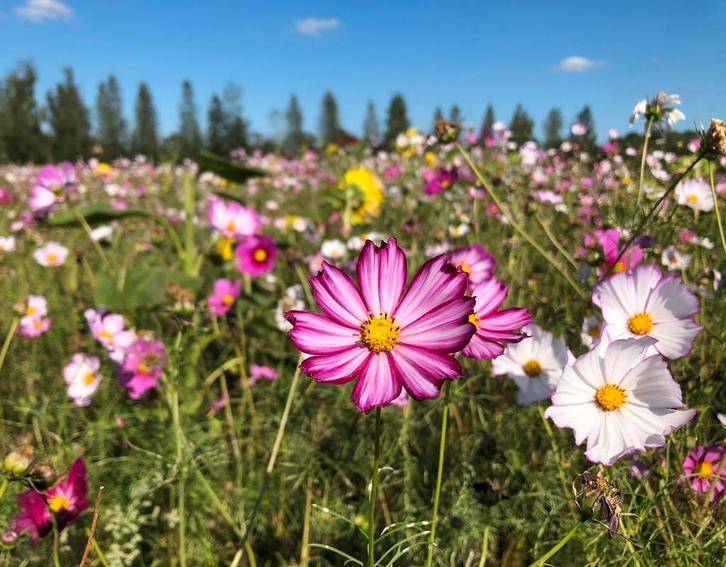 Bijles wiskunde, economie, Diensten en Vakmensen, Bijles, Privé-les en Taalles, Bijles, Examen- of Scriptiebegeleiding, Huiswerkbegeleiding