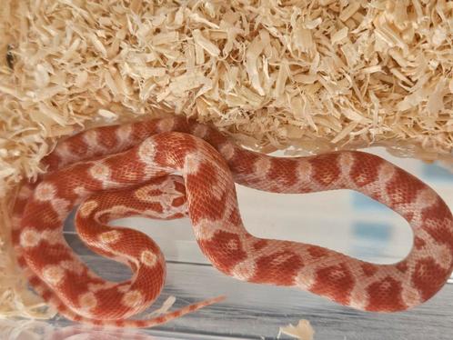 Rattenslang, Dieren en Toebehoren, Reptielen en Amfibieën, Slang