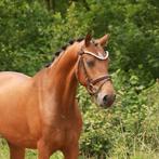 Mooie 3-jarige NRPS E-pony met mooi papier, Dieren en Toebehoren, Pony's, E pony (1.48m - 1.57m), Gechipt, Ruin, Dressuurpony