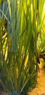 Vallisneria, Dieren en Toebehoren, Vis