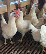 Jonge hennen witte leghorn  19 weken super goede legkip, Dieren en Toebehoren, Pluimvee, Vrouwelijk, Kip