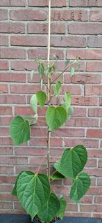 Idesia polycarpa, oranjekers, Ophalen, Volle zon, Overige soorten
