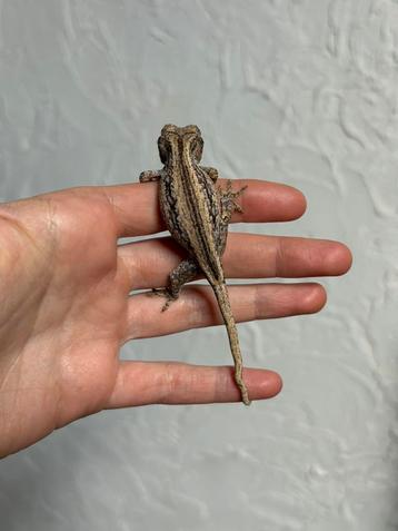 Striped gargoyle mannetje beschikbaar voor biedingen