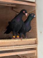 Te koop duiven, Meerdere dieren, Overige soorten