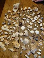 Schelpen verzameling., Ophalen of Verzenden, Zo goed als nieuw