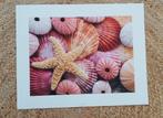 Poster met schelpen 50x40 cm, Minder dan 50 cm, Ophalen of Verzenden, Zo goed als nieuw, Foto of Poster