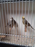 Mooi trio lizard kanaries