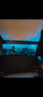 Aquarium eheim 4+ pomp  met cichliden +kleinetjes, Ophalen of Verzenden, Filter of Co2