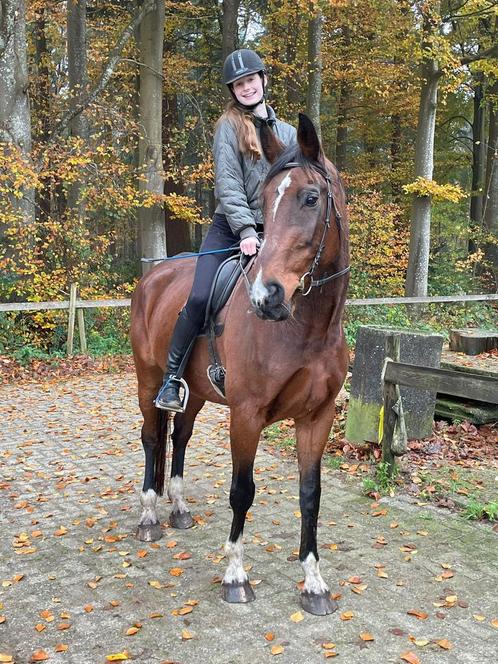 Bijrijder aangeboden!, Dieren en Toebehoren, Paarden en Pony's | Verzorgingsproducten, Zo goed als nieuw, Ophalen of Verzenden