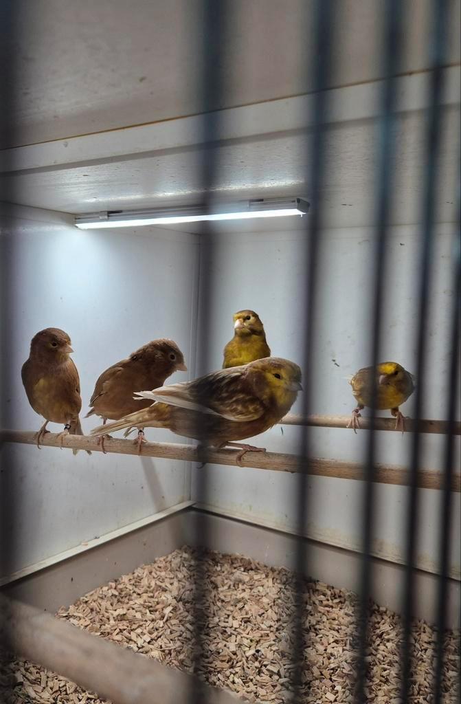 Kleurkanarie phaeo mannen., Dieren en Toebehoren, Vogels | Kanaries, Kleurkanarie, Mannelijk