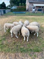 Te koop mooie swifter lammeren., Dieren en Toebehoren, Schapen, Geiten en Varkens, Schaap