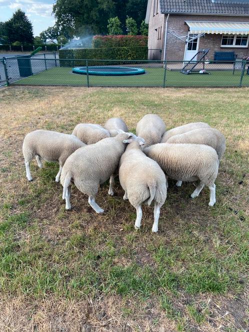 Te koop mooie swifter rammen., Dieren en Toebehoren, Schapen, Geiten en Varkens, Schaap, Mannelijk