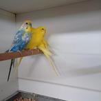 Diverse kleuren grasparkiet, Mannelijk, Parkiet, Geringd