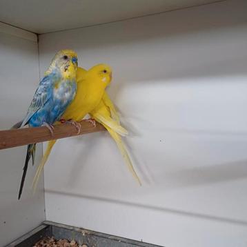 Diverse kleuren grasparkiet  beschikbaar voor biedingen