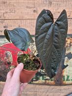 Anthurium Queen of Hearts p12, Ophalen of Verzenden, Halfschaduw, Minder dan 100 cm