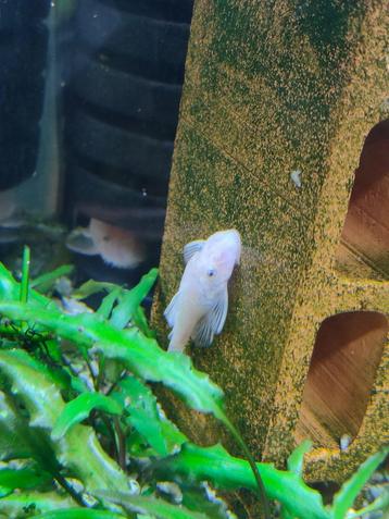 Ancistrus Snow White  beschikbaar voor biedingen