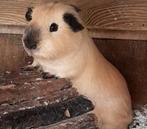 Mooi,jong,cavia,creme california zwart,fokgeschikt,vervoer, Cavia, Mannelijk, Juli, Tam