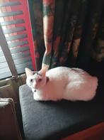 Poes Bibi, Dieren en Toebehoren, Katten en Kittens | Overige Katten, Poes