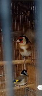 te koop bloem putters