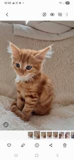 Lief katertje, Dieren en Toebehoren, Katten en Kittens | Raskatten | Korthaar, Kater, Ontwormd