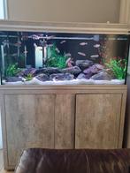 Tanganyika cichliden aquarium, Dieren en Toebehoren, Vis, Zoetwatervis, Schoolvis