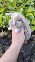 Prachtige baby konijntjes te koop, Meerdere dieren, Dwerg, 0 tot 2 jaar, Hangoor