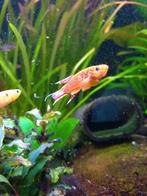 Kaap Lopez gold kilivisjes. Koppel., Dieren en Toebehoren, Vissen | Aquariumvissen, Vis, Zoetwatervis